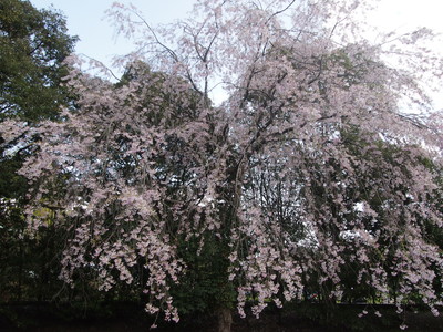 2018_4hanami1